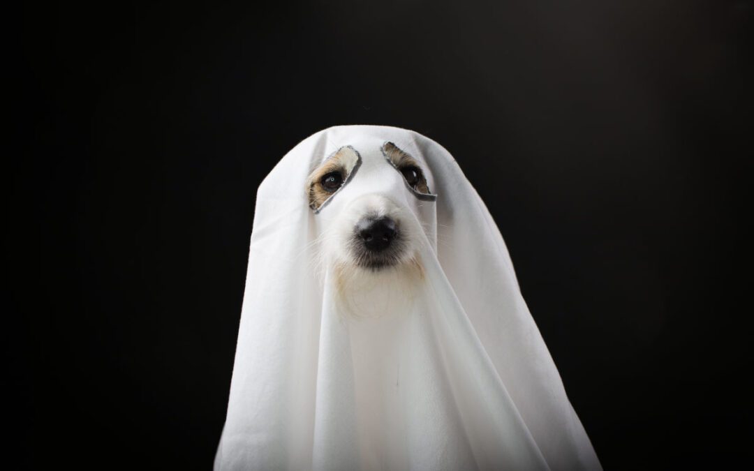 Why Prospects are GHOSTING You (and What to Do About It)